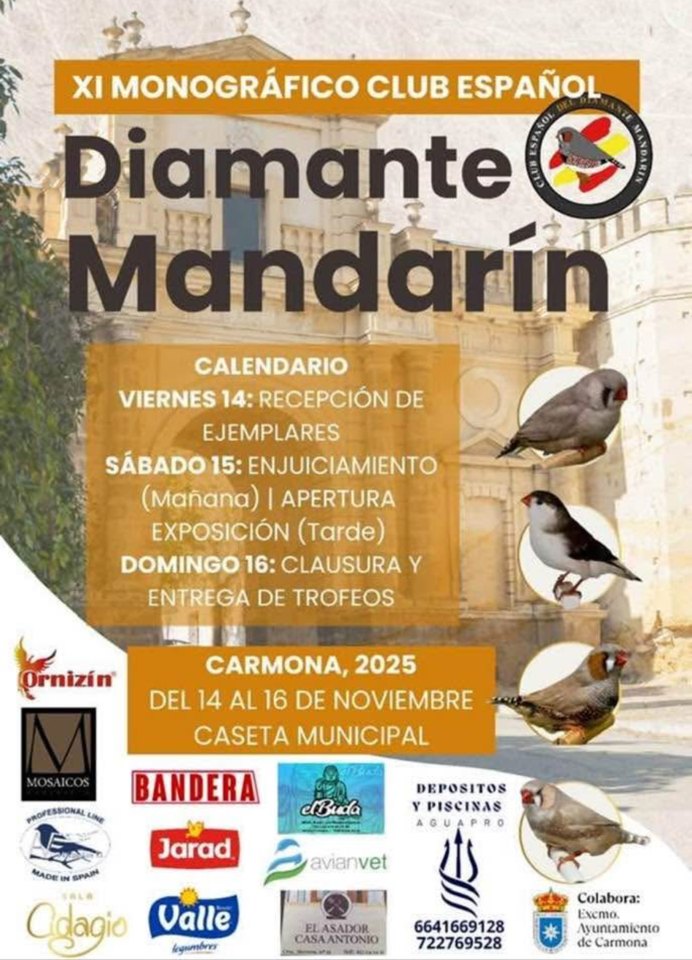 Mandarins Brogueira no XI Monográfico do Clube Espanhol de Diamante Mandarim