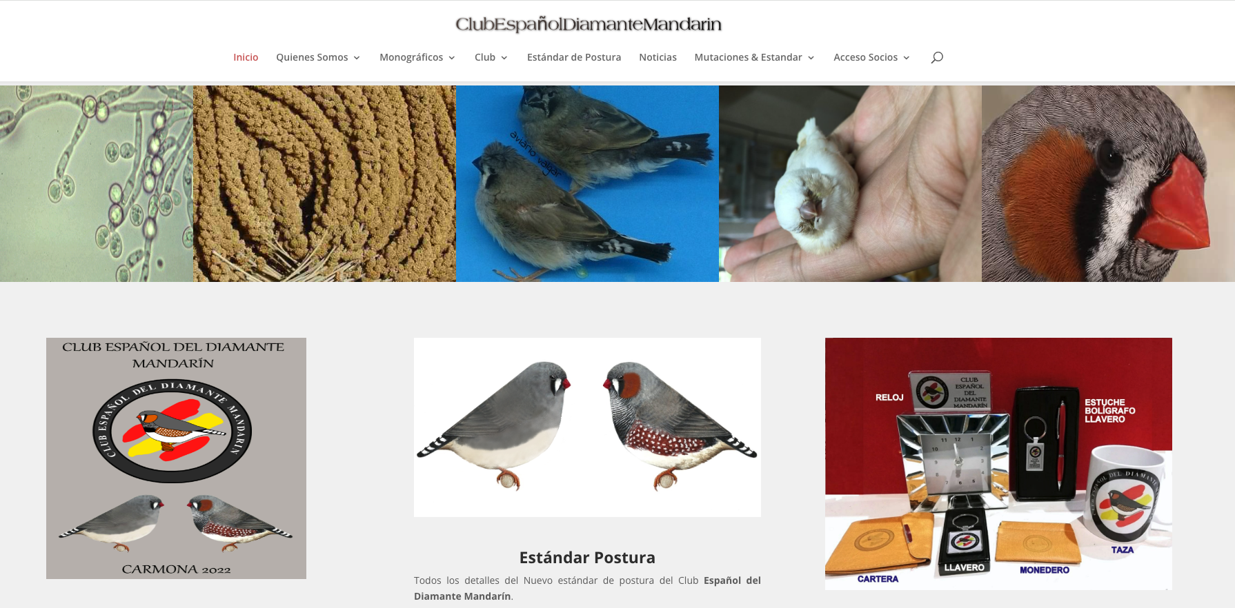 Clube técnico do diamante mandarim em Espanha