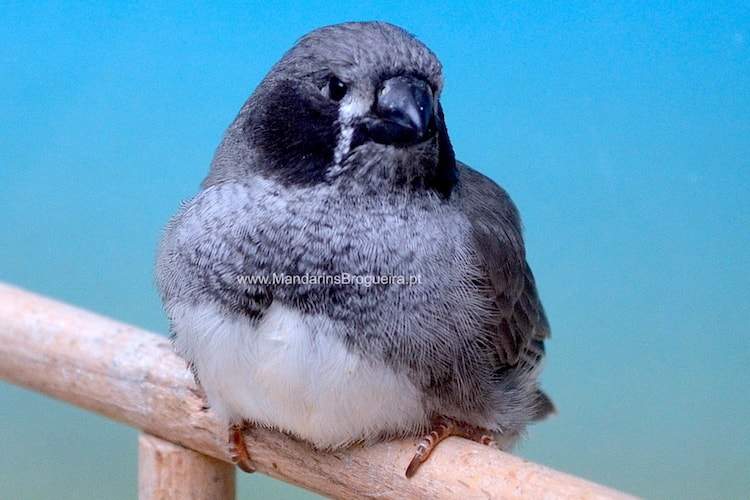 Bochecha Negra Cinzento