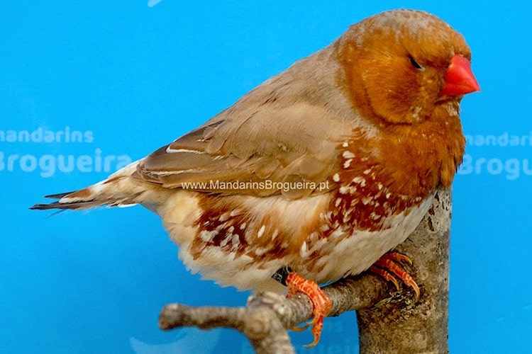 Peito Laranja Peito Negro Castanho