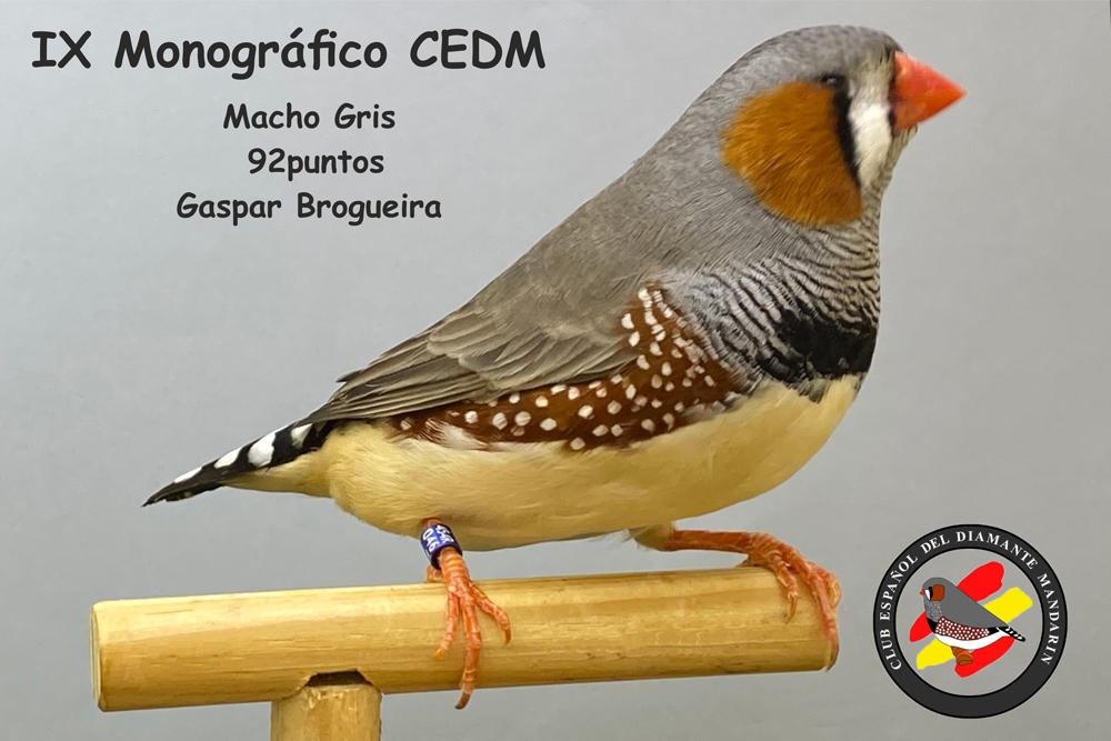 Cinzento no IX Monográfico do Clube Espanhol do Diamante Mandarim