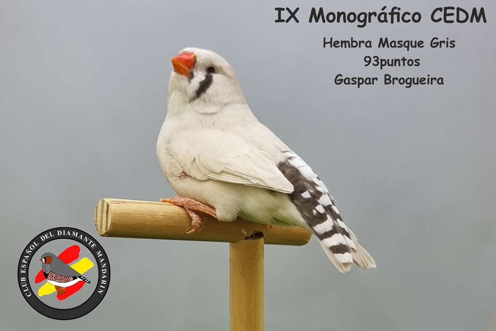 Diluída Cinzento no IX Monográfico do Clube Espanhol do Diamante Mandarim